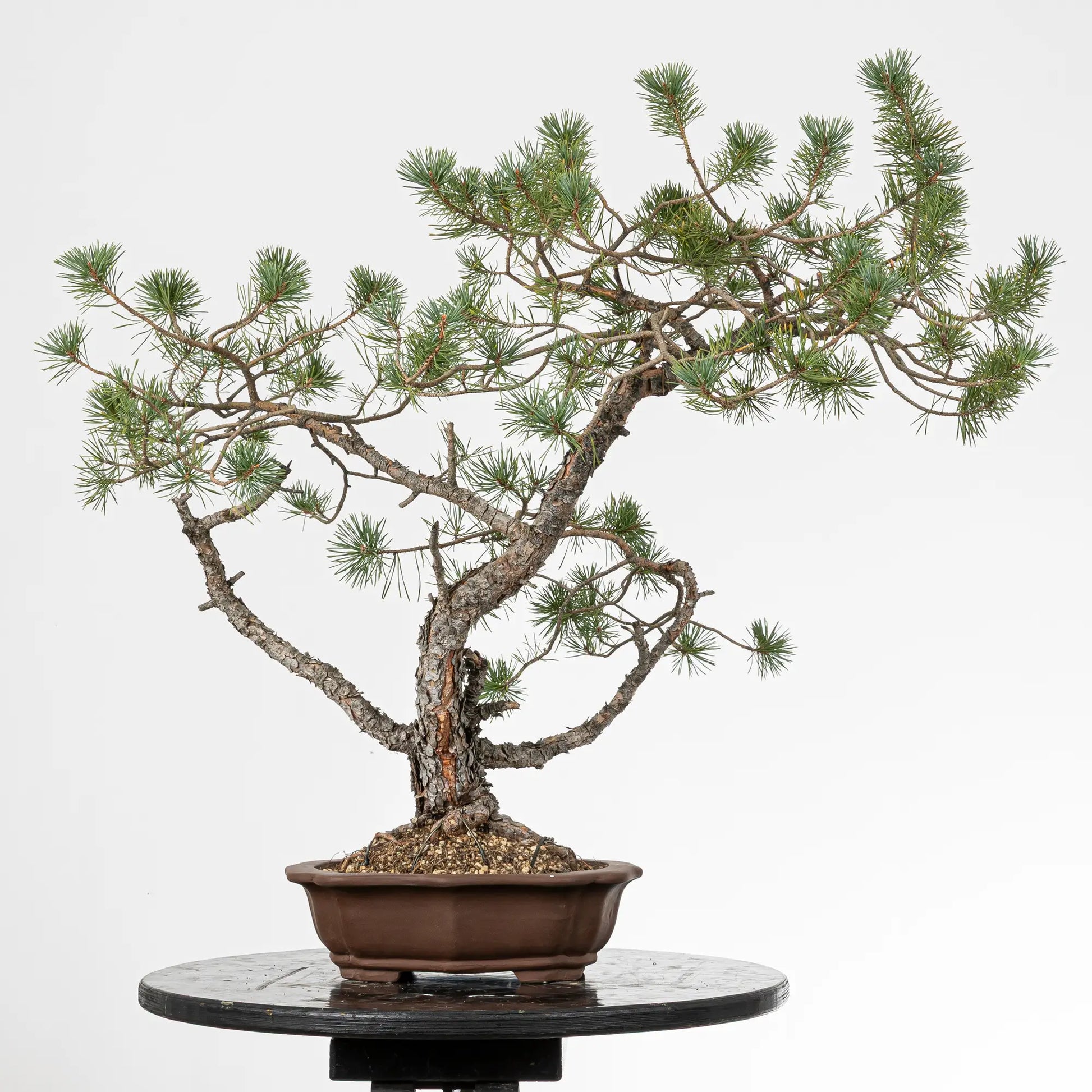 Cara trasera de bonsai yamadori de pino silvestre