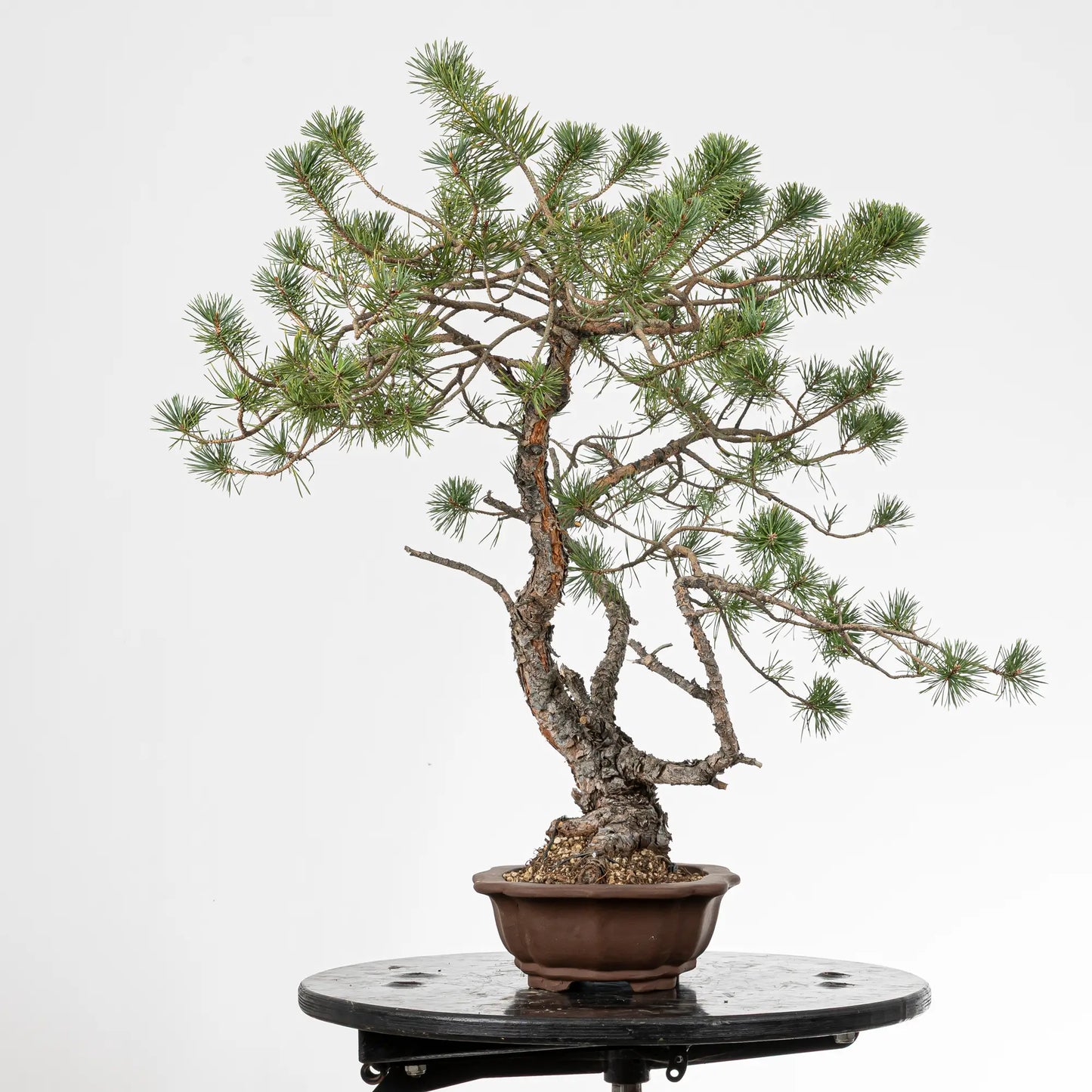 Cara izquierda de bonsai yamadori de pino silvestre