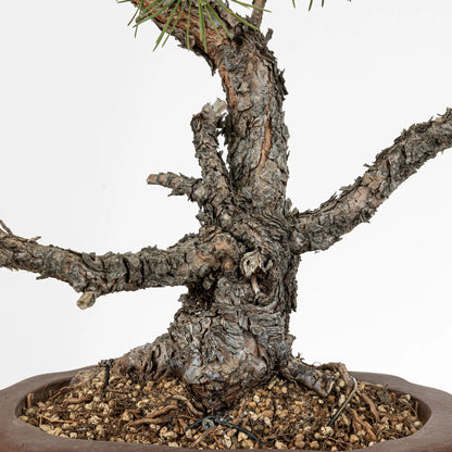 Detalle de nebari y tronco de bonsai yamadori de pino silvestris