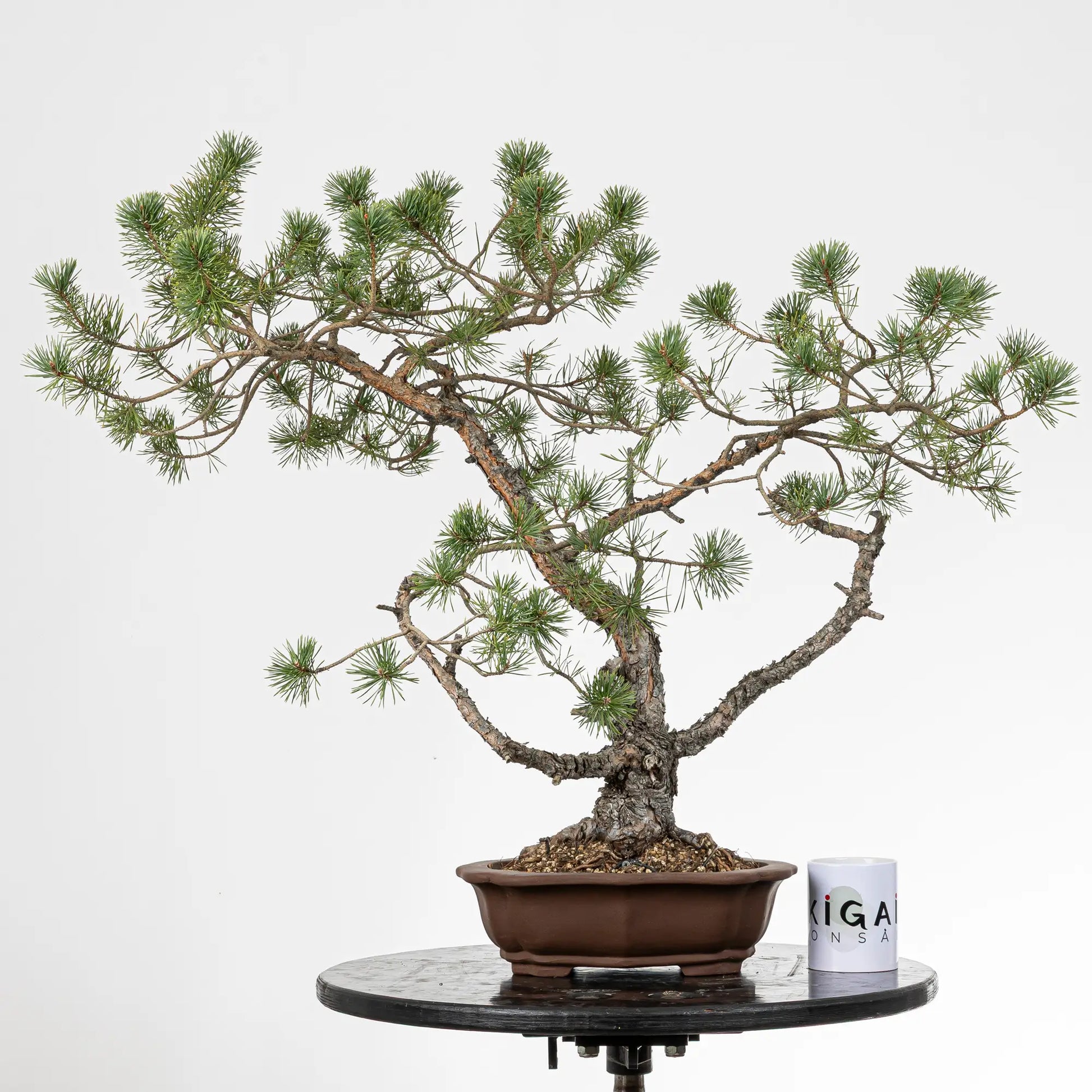 Comparativa de tamaño de bonsai yamadori de pino silvestre con una taza de café de la tienda de ikigai bonsai.