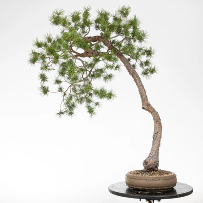 Bonsai yamadori de pinus sylvestris en estilo bunjin y tamaño dai con una maceta de bonsai china estilo tambor con tachuelas