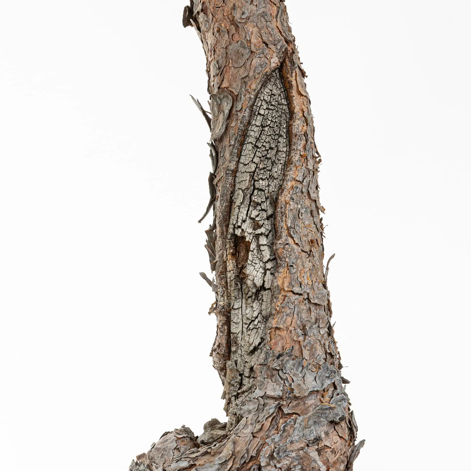 Detalle de shari craquelado