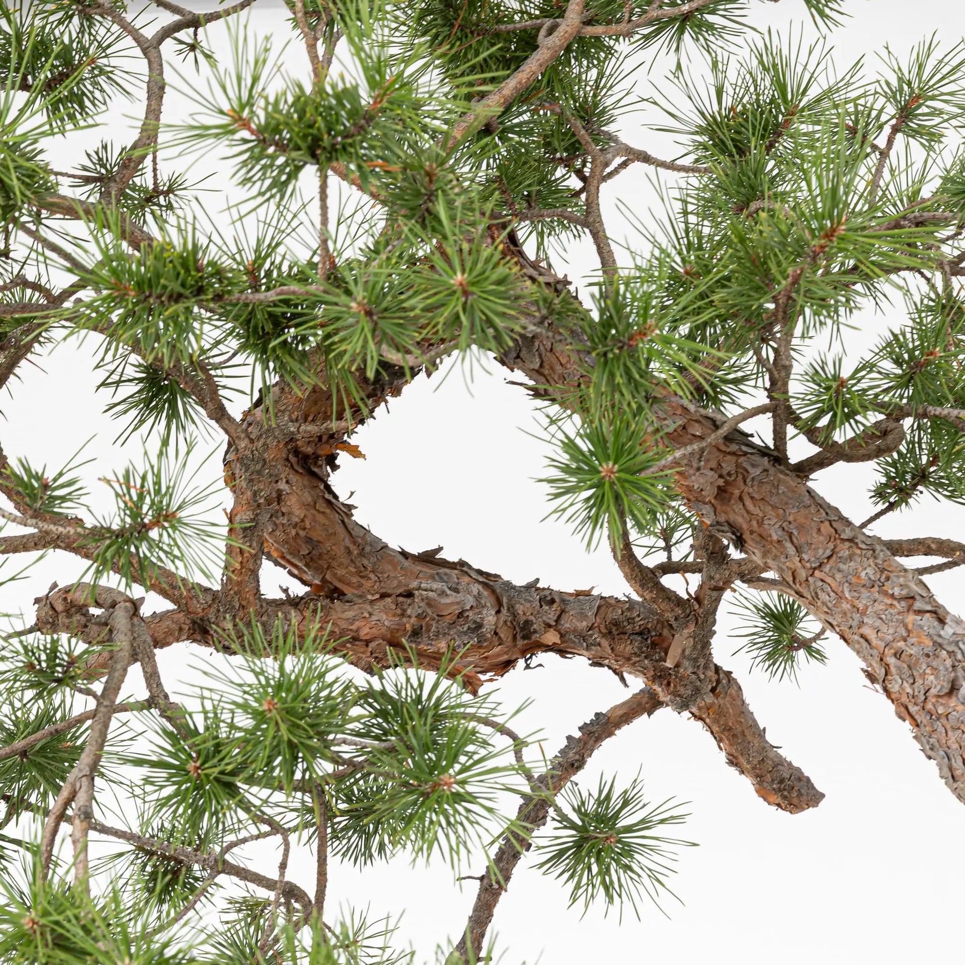 çdetalle de ramas y tronco de pino silvestris