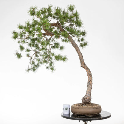 Comparativa de tamaño de un bonsai de pino silvestris con una taza de café de la tienda ikigai bonsai