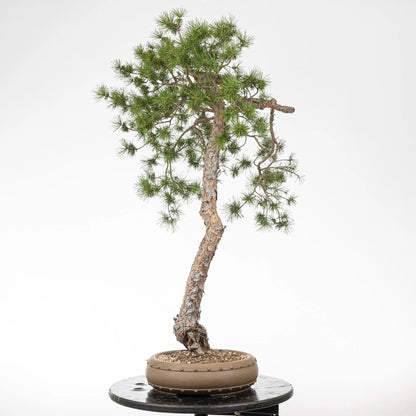 Cara derecha de bonsai yamadori de pino silvestre