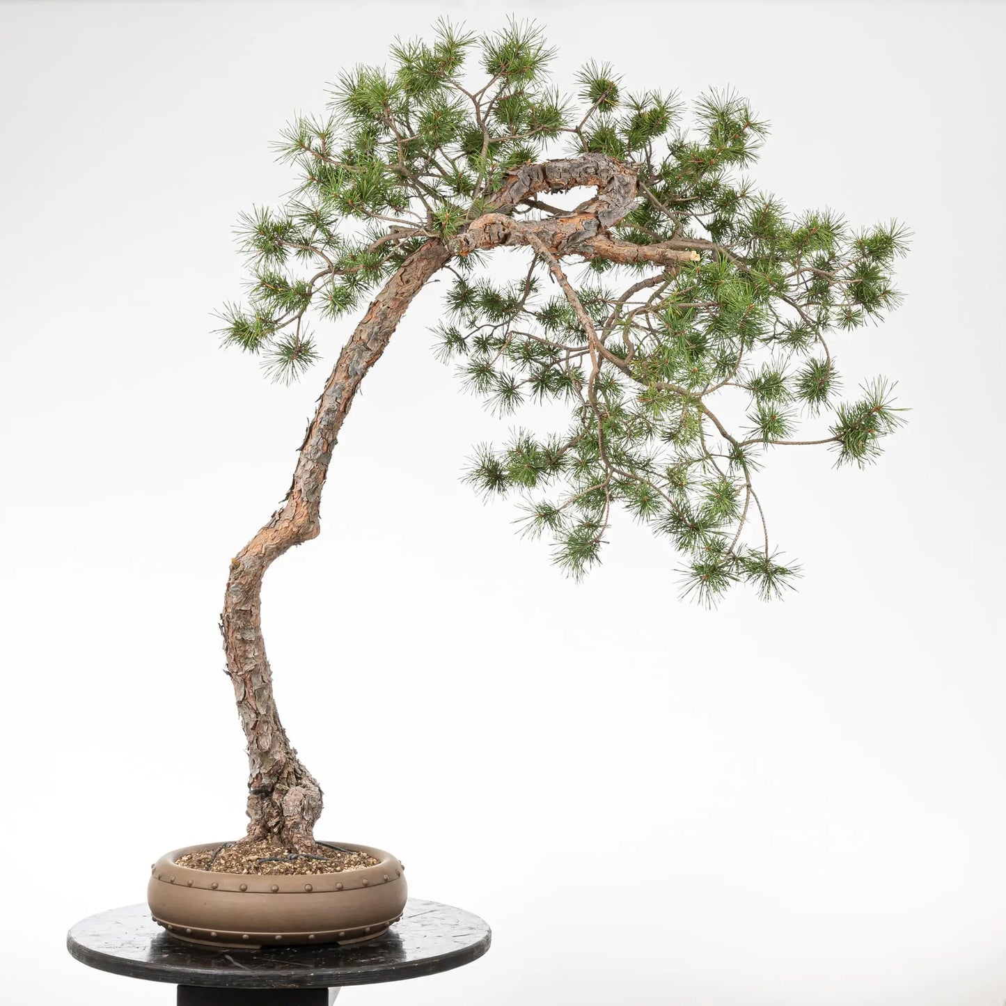 Cara trasera de bonsai de pino silvestre
