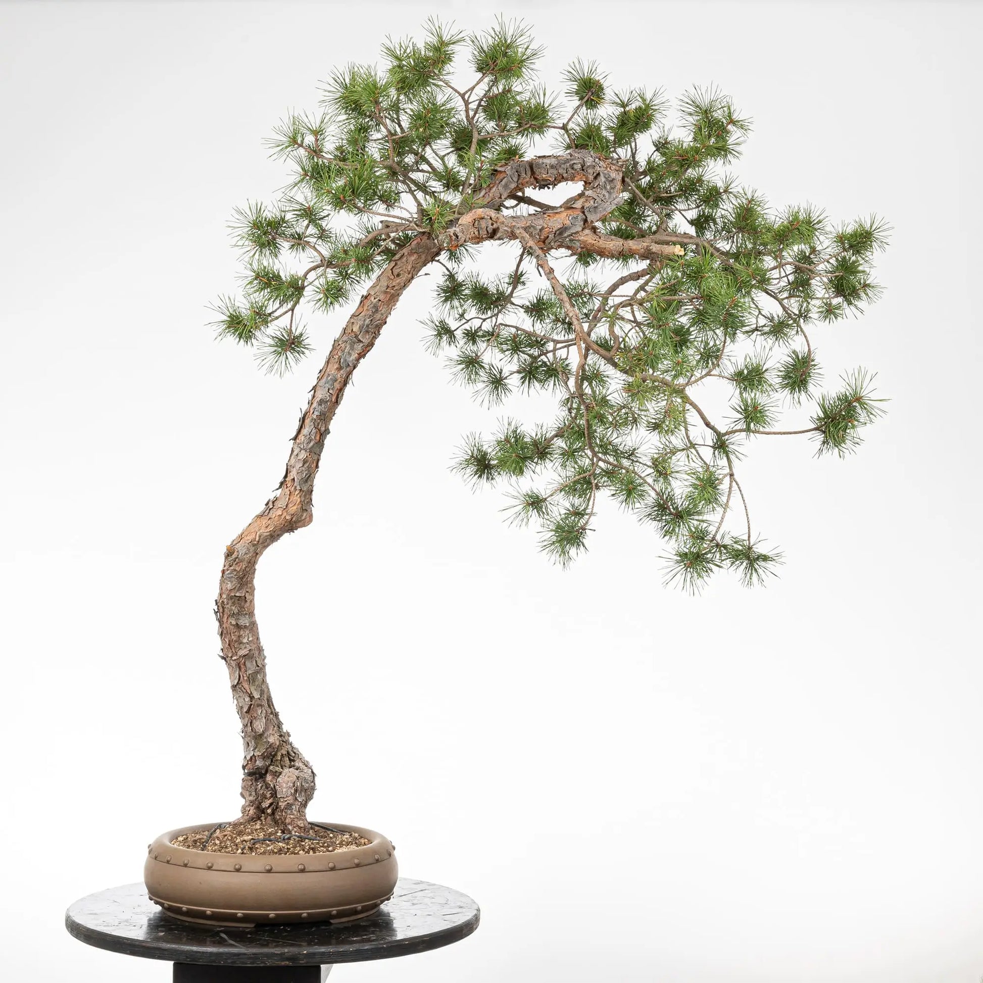 Cara trasera de bonsai de pino silvestre