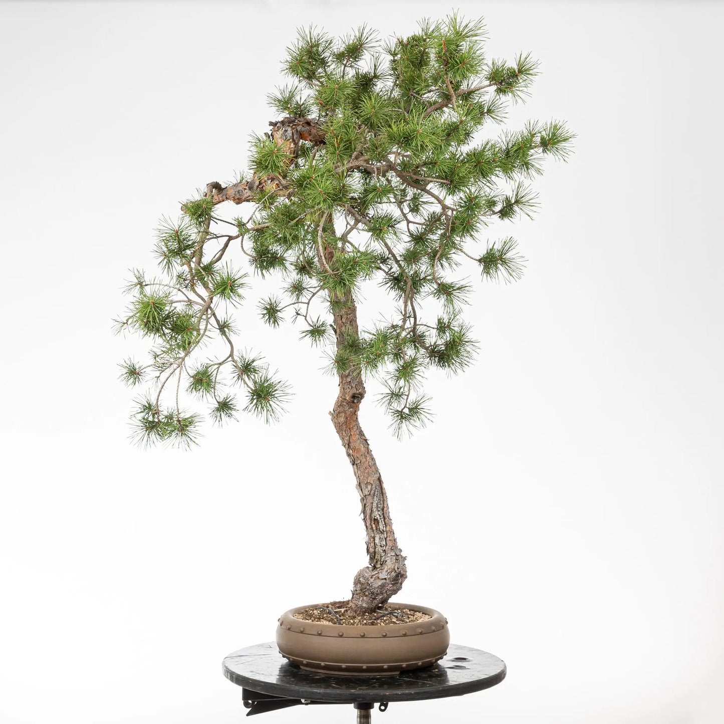Cara izquierda de bonsai de pino silvestris