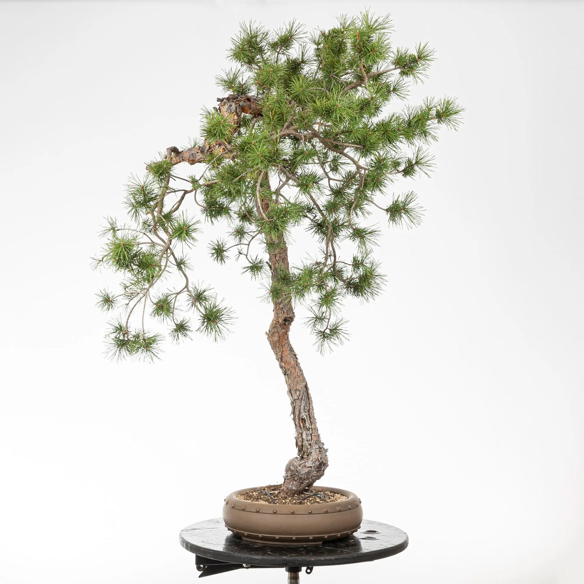 Cara izquierda de bonsai de pino silvestris