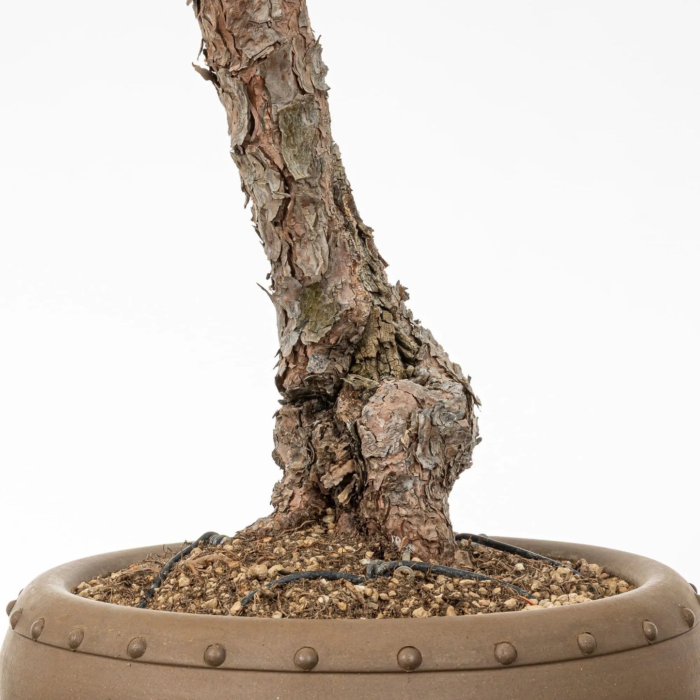 Detalle de tronco de bonsai de pino silvestre