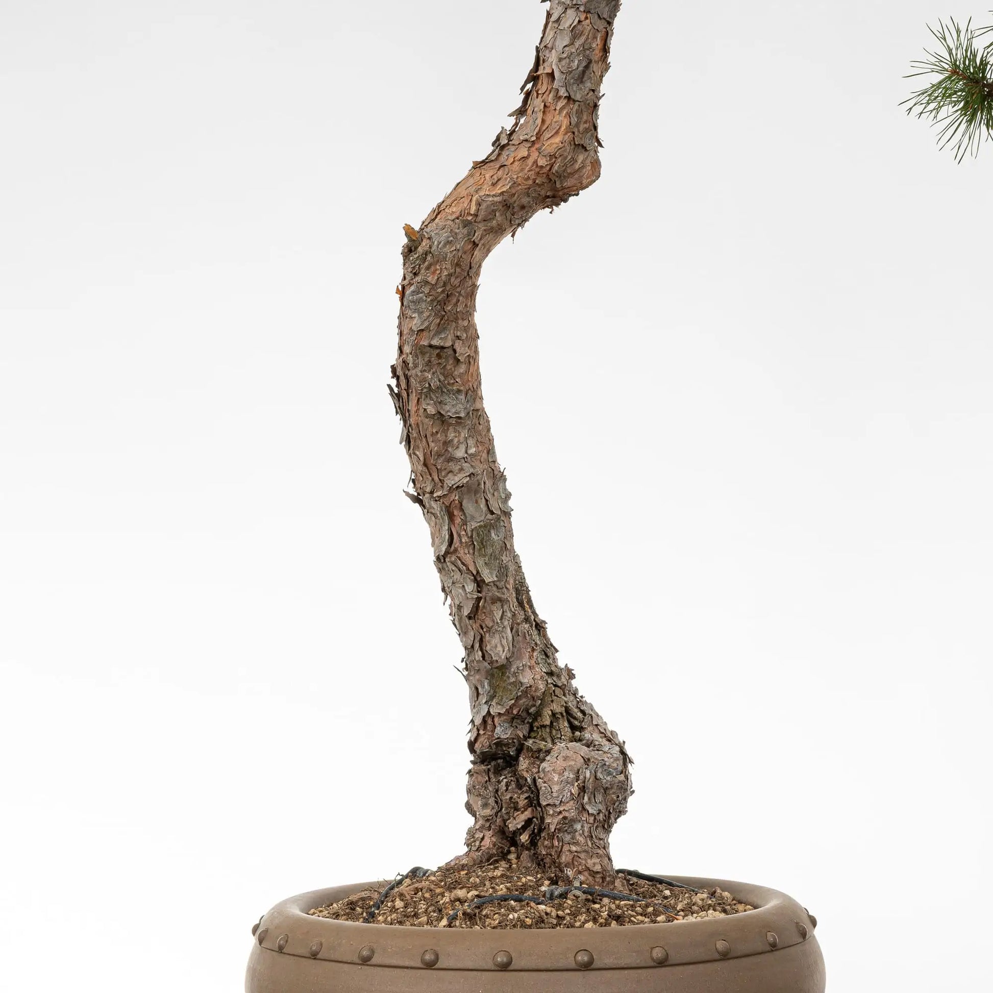 Detalle de tronco de pino silvestris bonsai