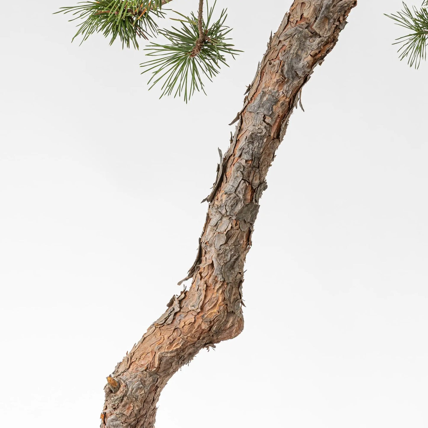 Detalle de corteza del tronco de un bonsai de pino silvestre