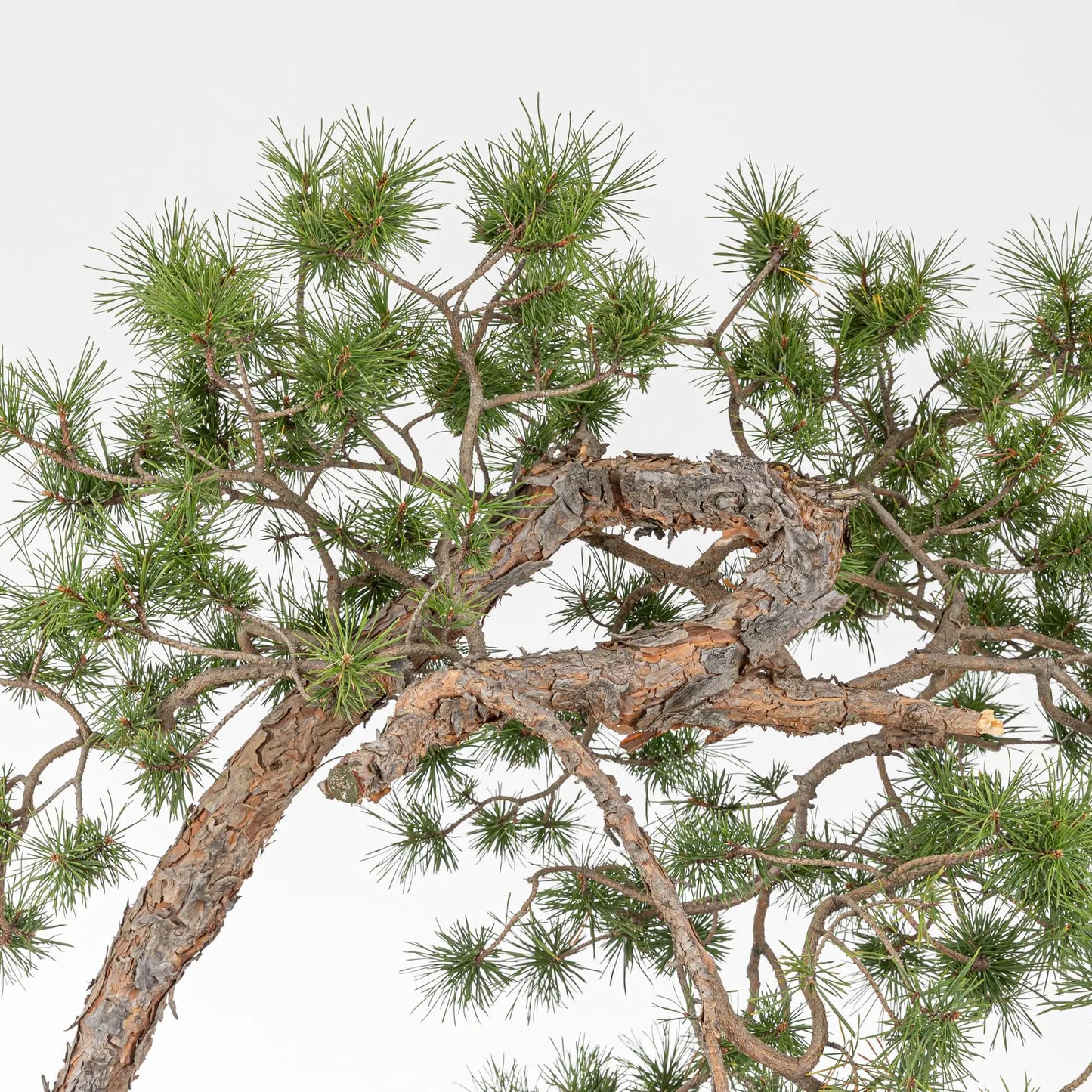 Detalle de corteza tronco, curvas y ramas de bonsai de pino silvestris.