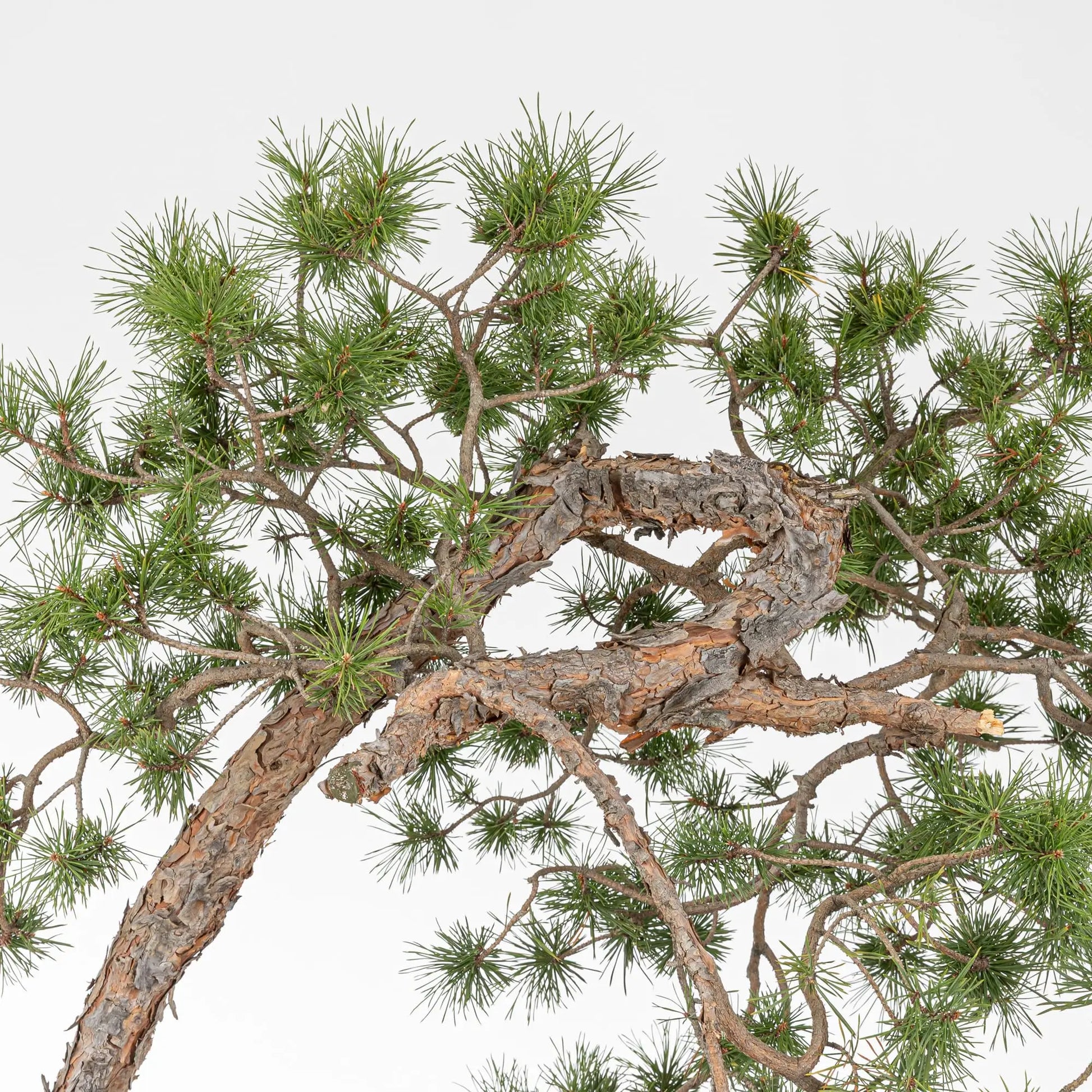 Detalle de corteza tronco, curvas y ramas de bonsai de pino silvestris.