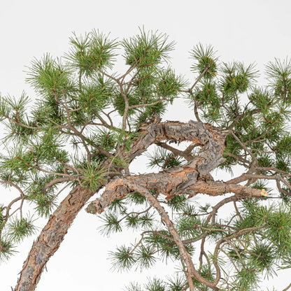 Detalle de corteza tronco, curvas y ramas de bonsai de pino silvestris.