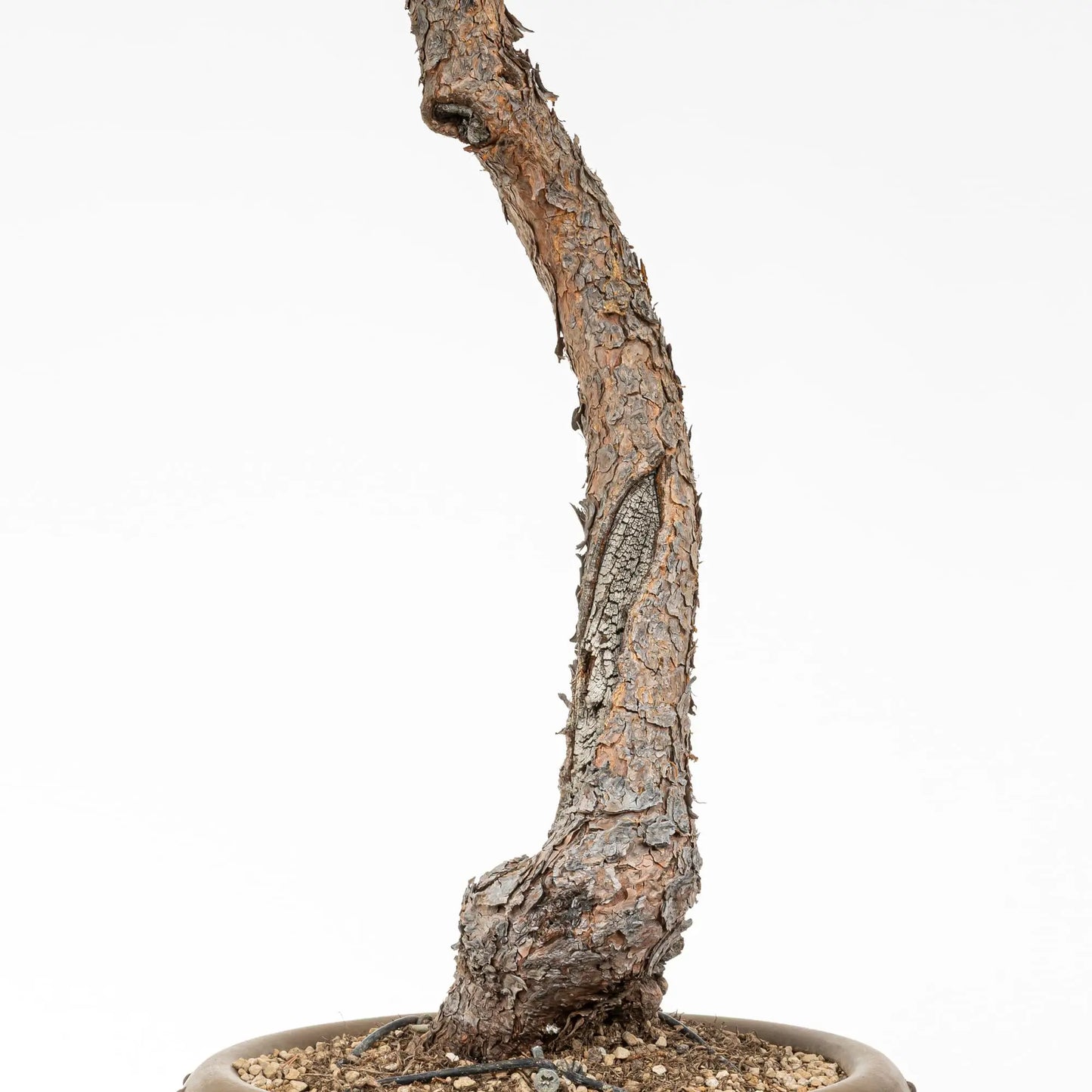 Dtalle de shari viejo en un pino de silvestris bonsai