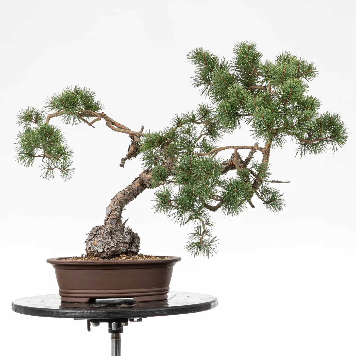 Bonsai yamadori de pino sylvestris de estilo bunjin y tamaño dai