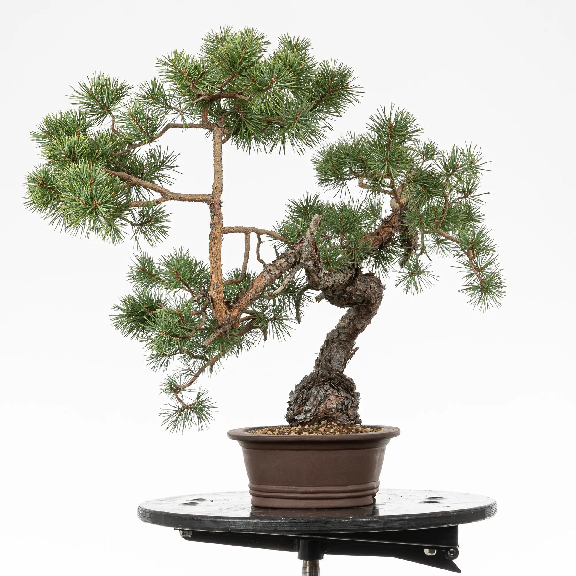 Cara izquierda de bonsai yamadori de pino sylvestris