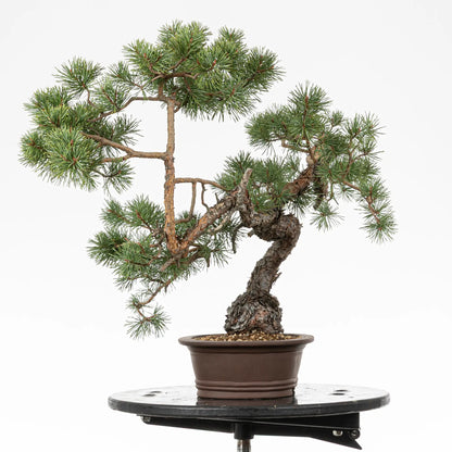 Cara izquierda de bonsai yamadori de pino sylvestris