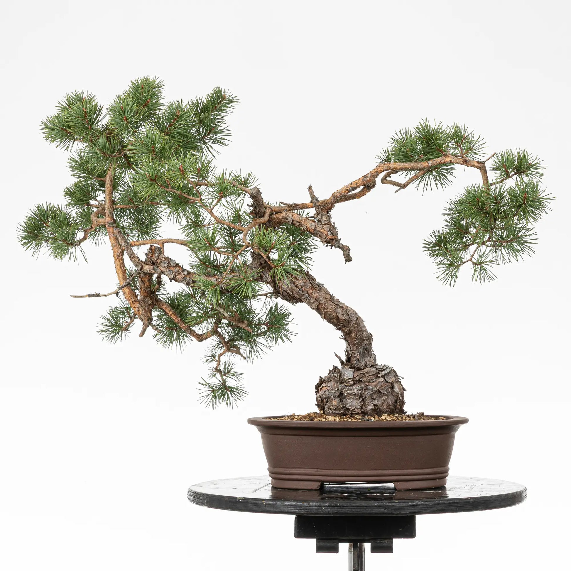 Cara trasera de bonsai yamadori de pino sylvestris