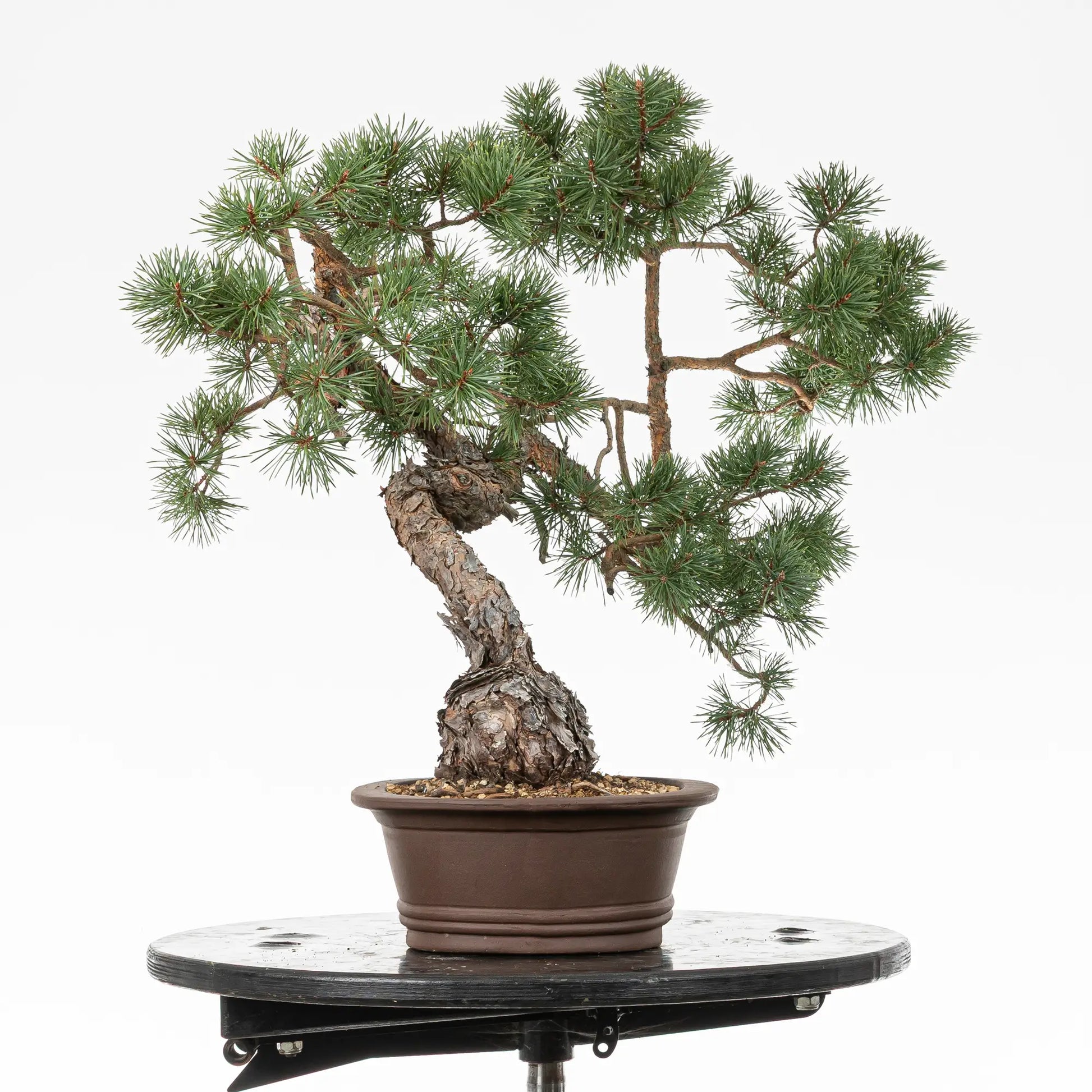 Cara derecha de bonsai yamadori de pino silvestre