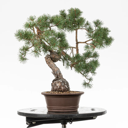 Cara derecha de bonsai yamadori de pino silvestre