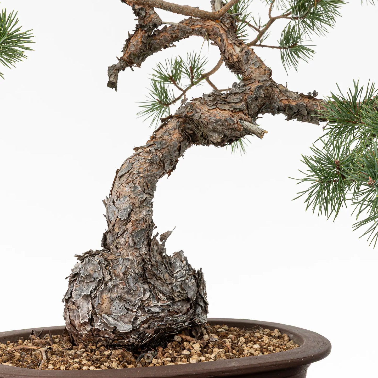 Detalle de tronco de bonsai yamadori de pino sylvestris