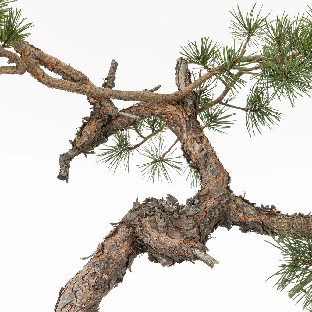 Detalle de tronco con curvas de bonsai yamadori de pino silvestre