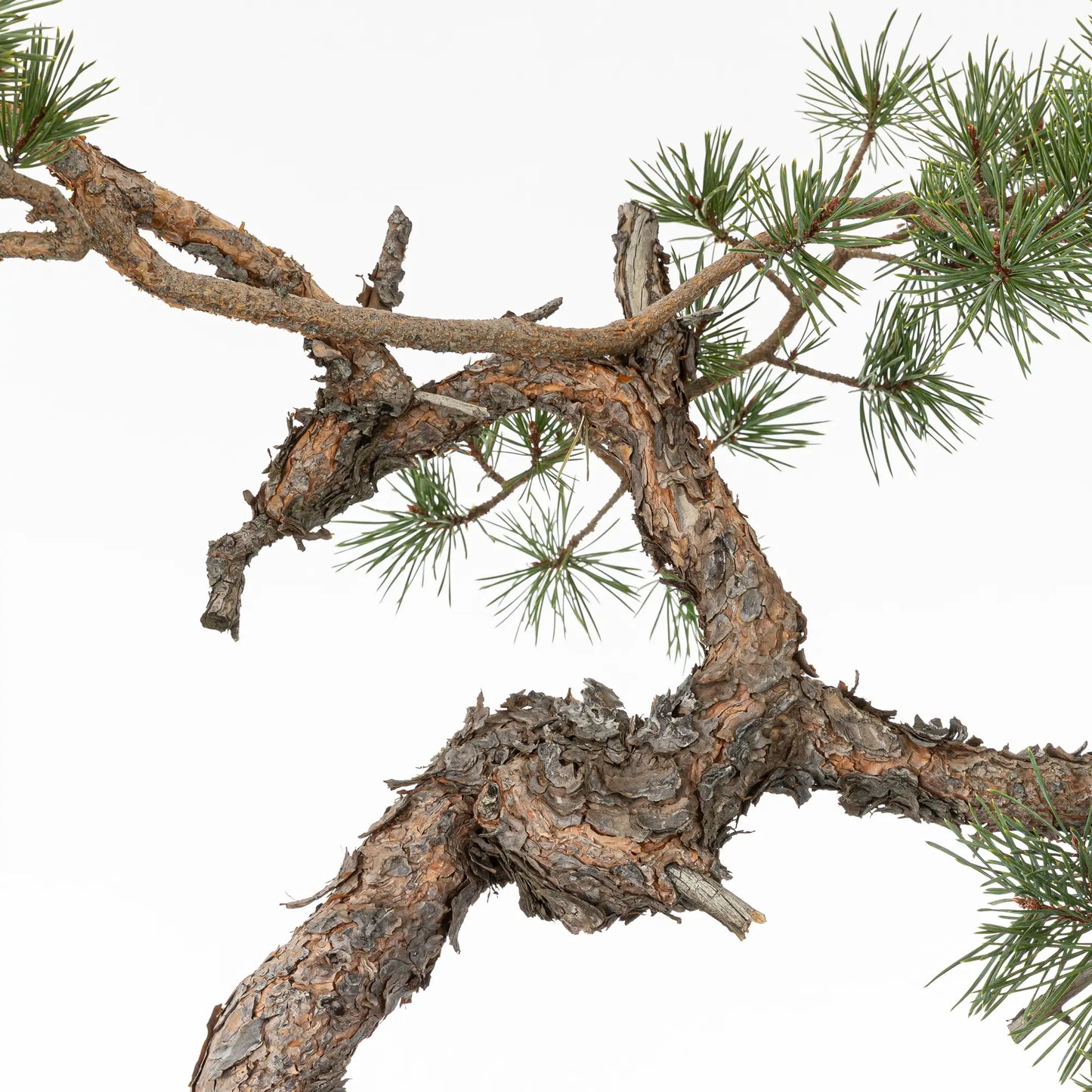Detalle de tronco con curvas de bonsai yamadori de pino silvestre