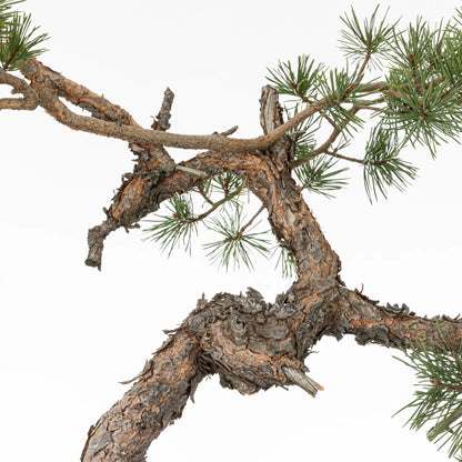 Detalle de tronco con curvas de bonsai yamadori de pino silvestre