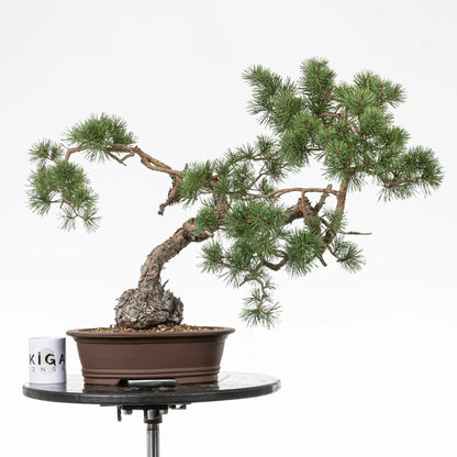 Comparativa de tamaño de bonsai yamadori de pino sylvestre con una taza de café de la tienda de bonsai ikigai bonsái.