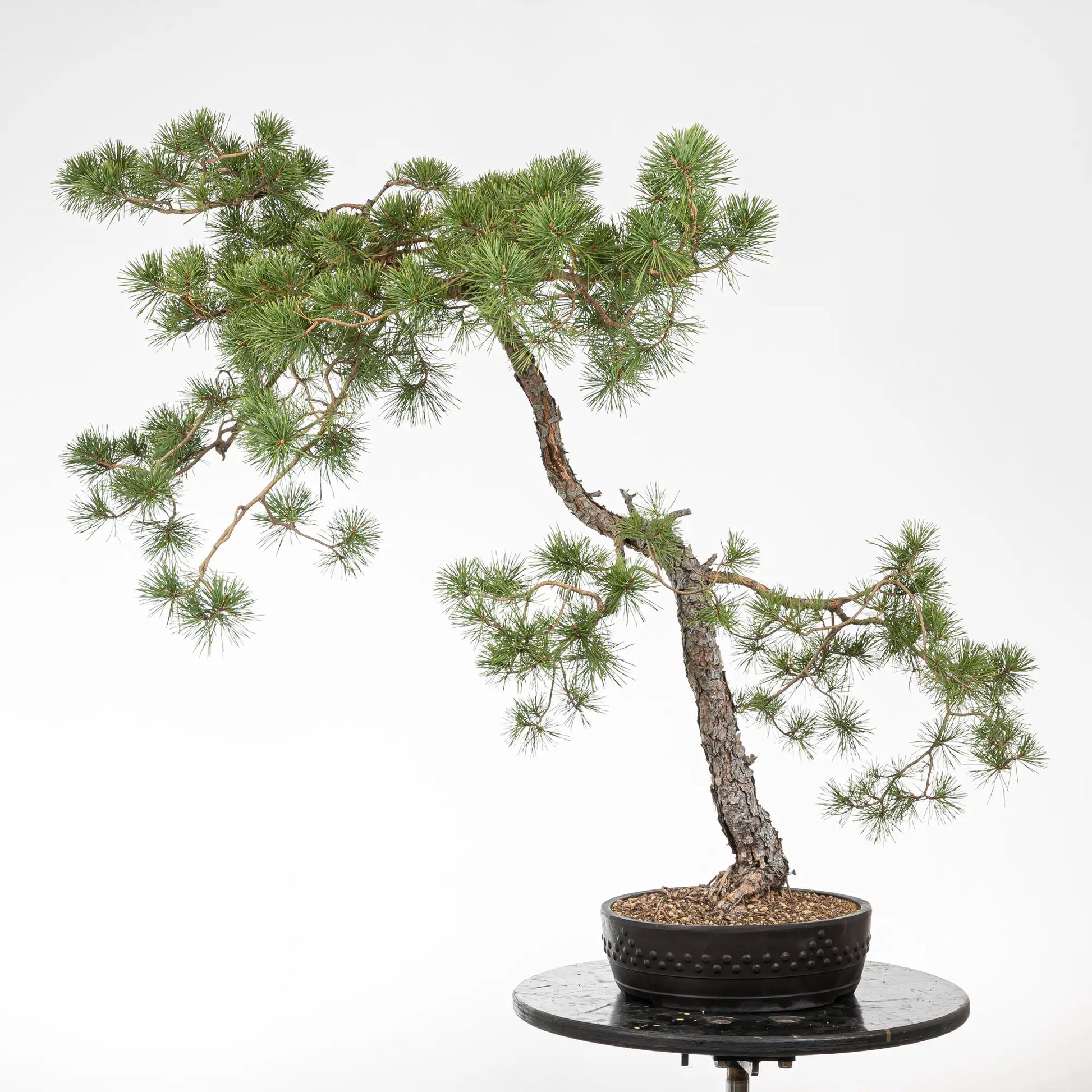 Bonsai yamadori de pinus sylvestris en estilo bunjin y tamaño dai en maceta yixing de tambor.