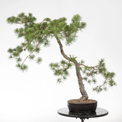 Bonsai yamadori de pinus sylvestris en estilo bunjin y tamaño dai en maceta yixing de tambor.