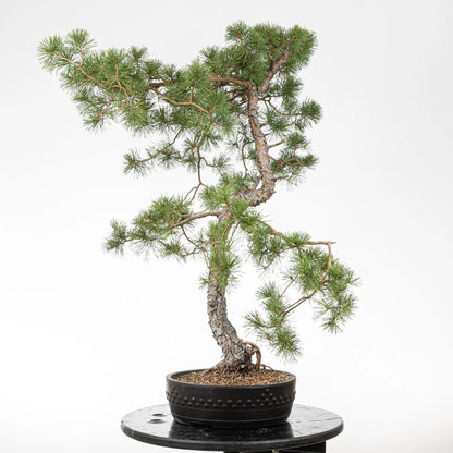 Cara izquierda de bonsai de pino silvestre