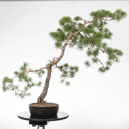 Cara trasera de bonsai yamadori de pino silvestre