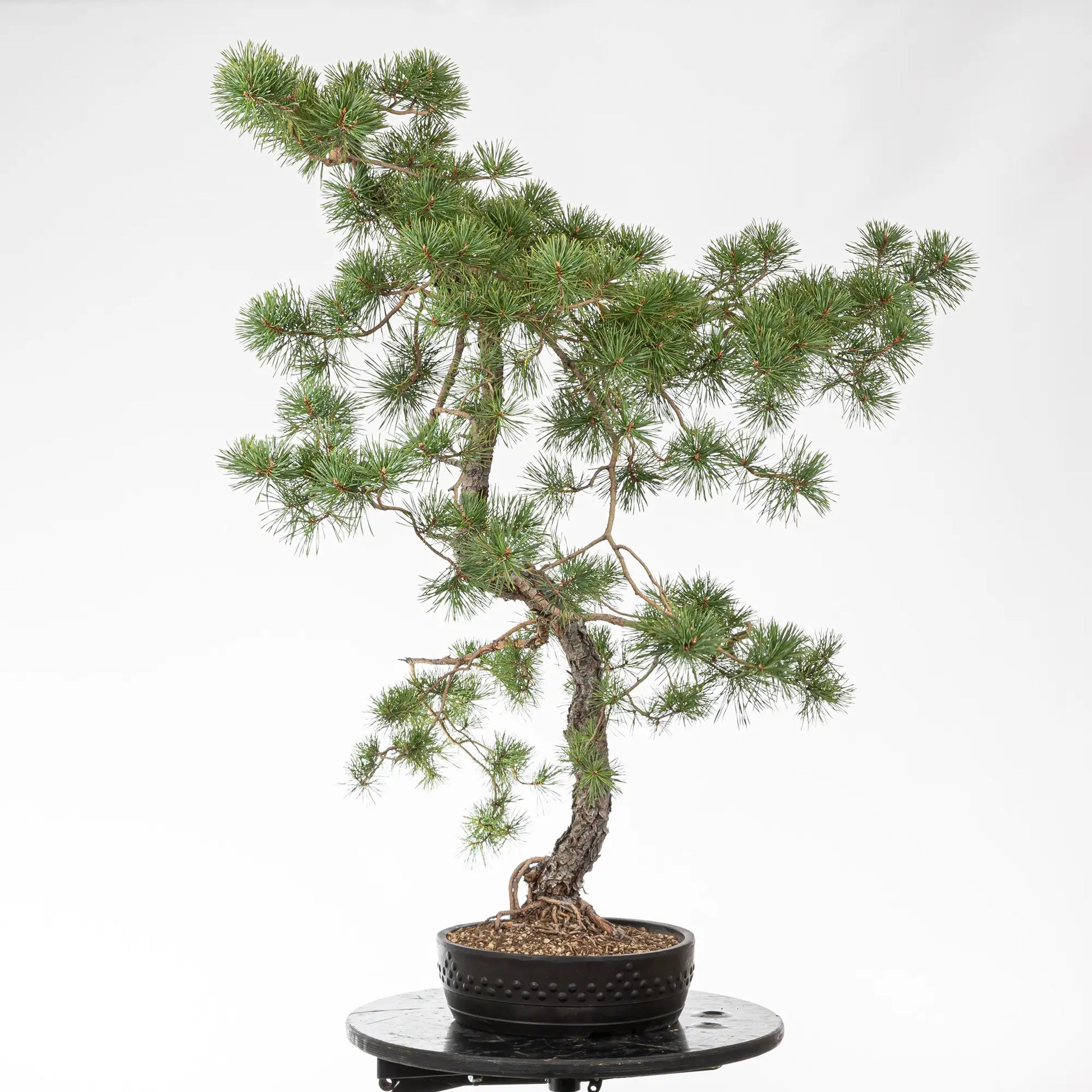 Cara izquierda de bonsai de pino silvestris