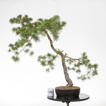 Comparativa de tamaño de un bonsai de pino silvestris con una taza de café de la tienda de ikigai bonsái.