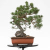 PINUS SYLVESTRIS