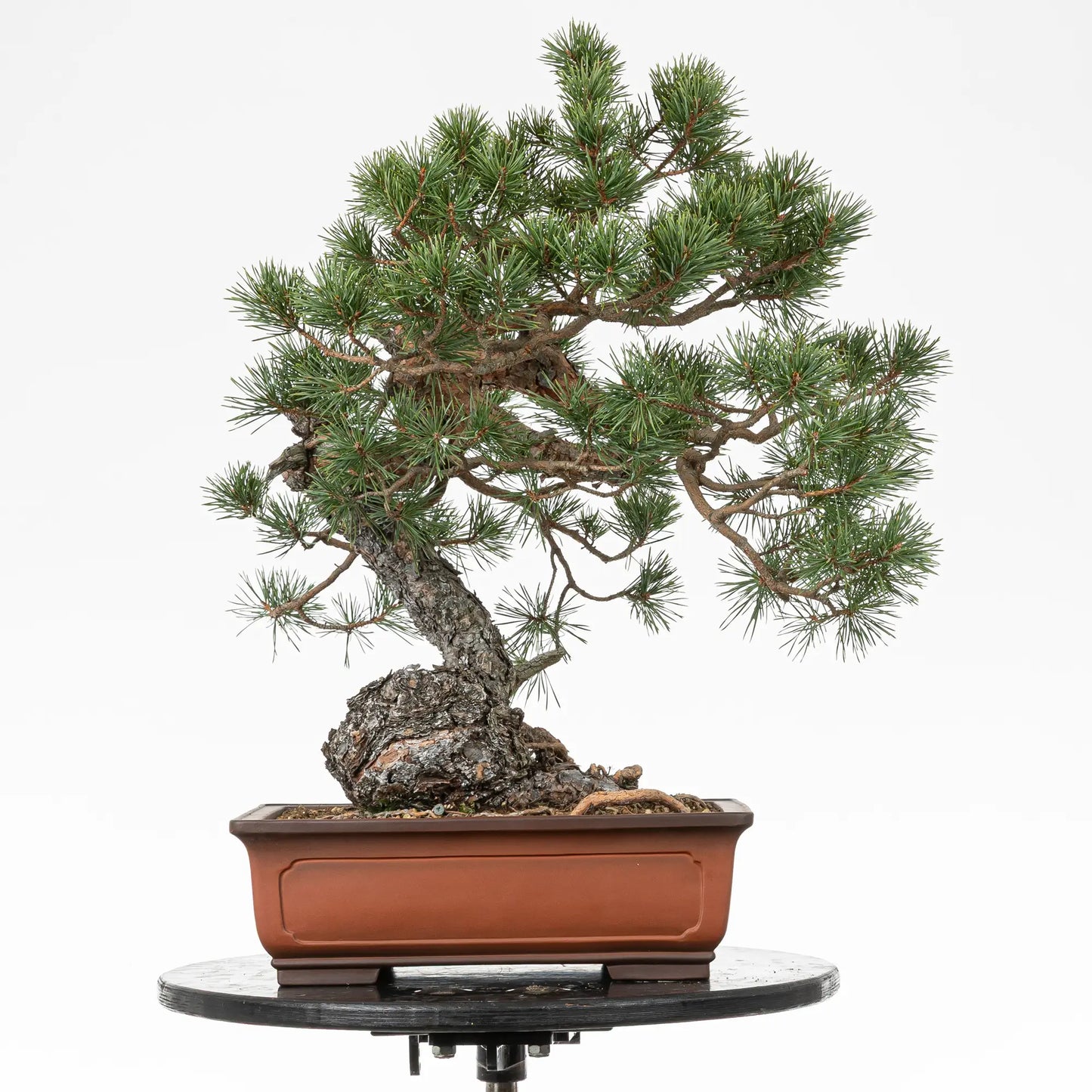 Bonsai yamadori de pinus sylvestris en estilo moyogi y tamaño dai