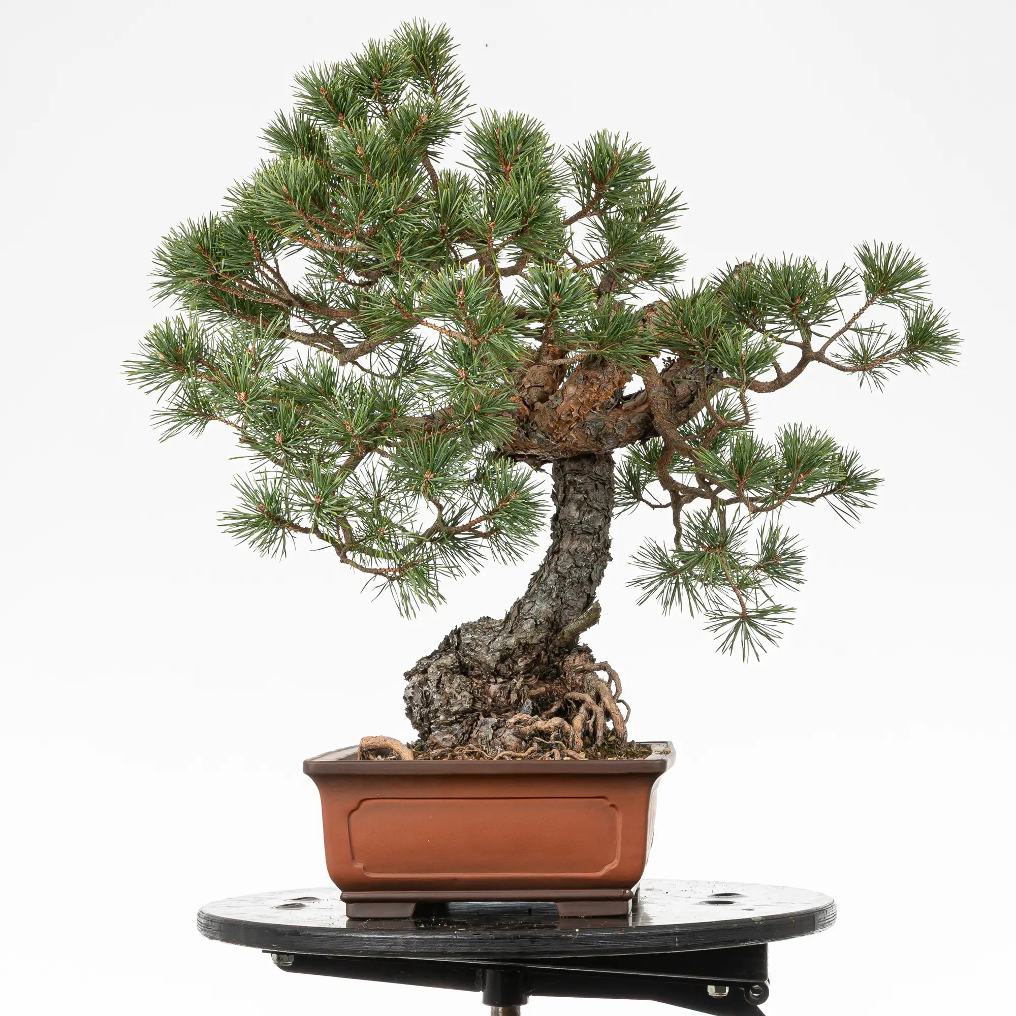 Cara derecha de bonsai yamadori de pino silvestre