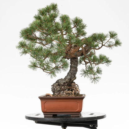 Cara derecha de bonsai yamadori de pino silvestre