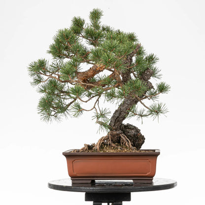 Cara trasera de bonsai yamdori de pino silvestre