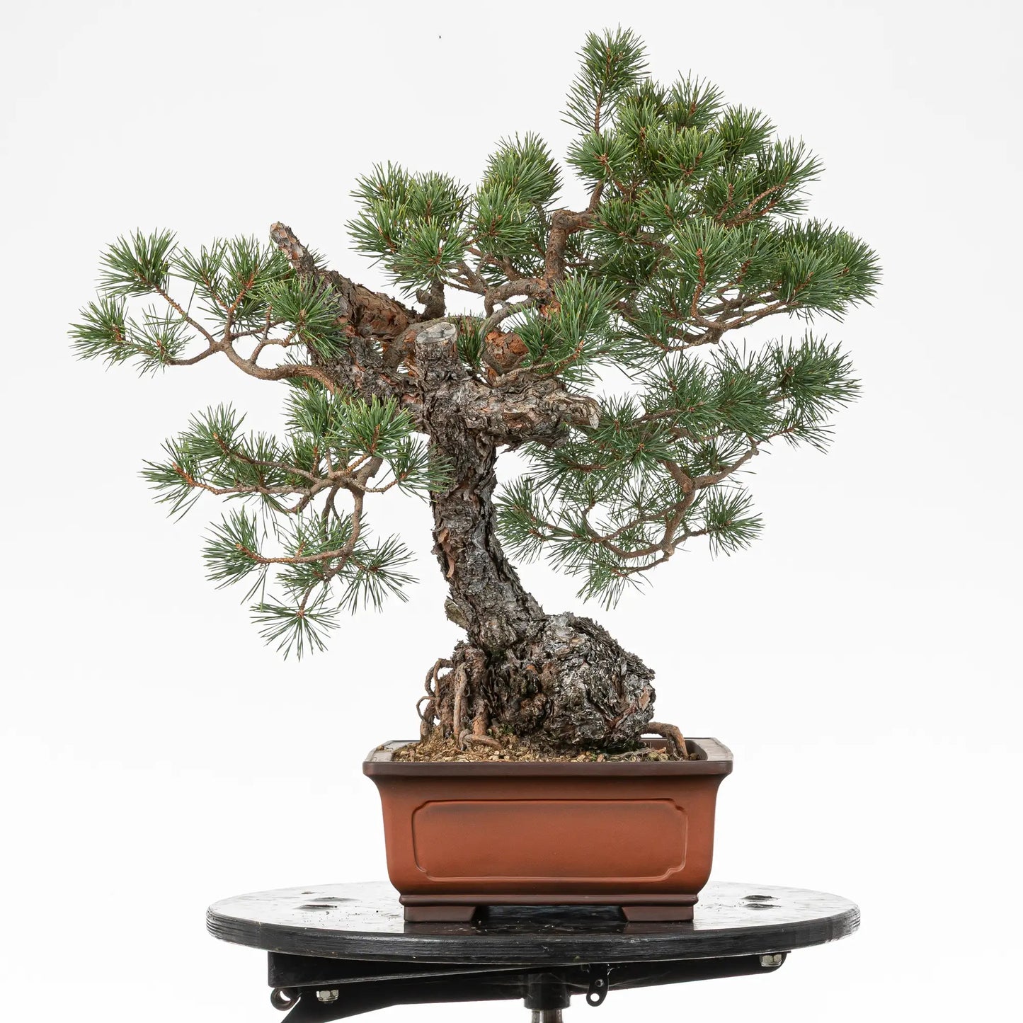Cara izquierda de bonsai yamadori de pino silvestre
