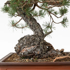 Detalle de nebari y tronco de bonsai de pino silvestre