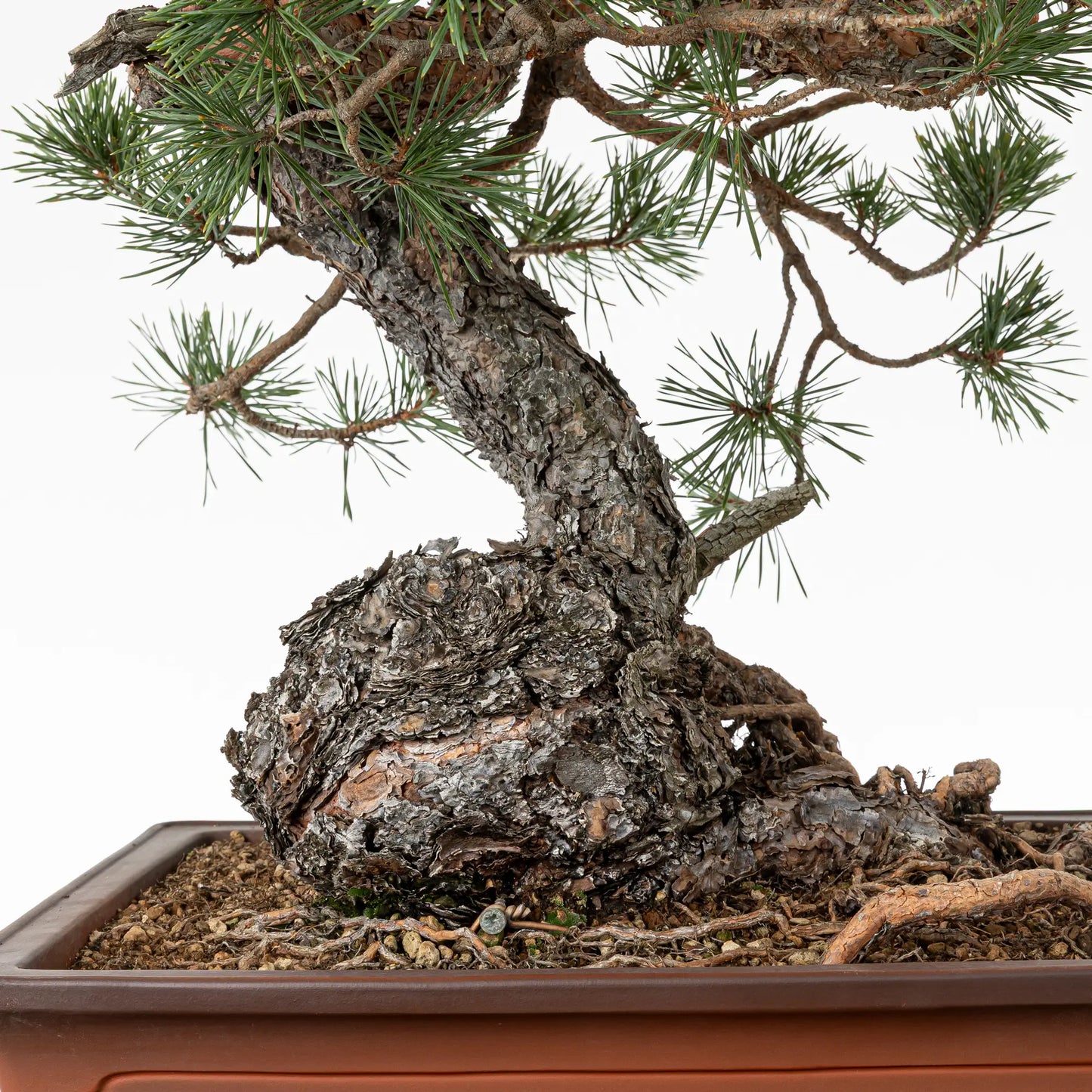 Detalle de nebari y tronco de bonsai de pino silvestre