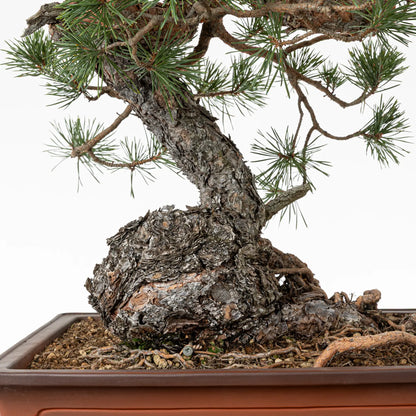 Detalle de nebari y tronco de bonsai de pino silvestre