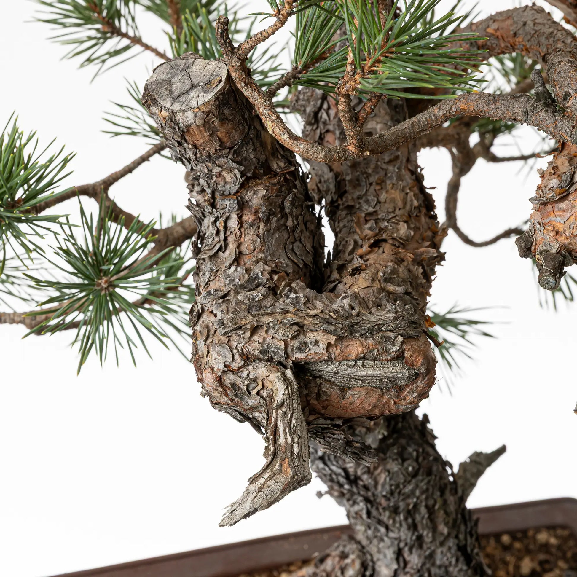 Detalle de curva y sari de bonsai de pino silvestre