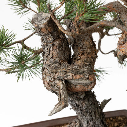 Detalle de curva y sari de bonsai de pino silvestre