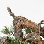Detalle de codo de bonsai de pino silvestre