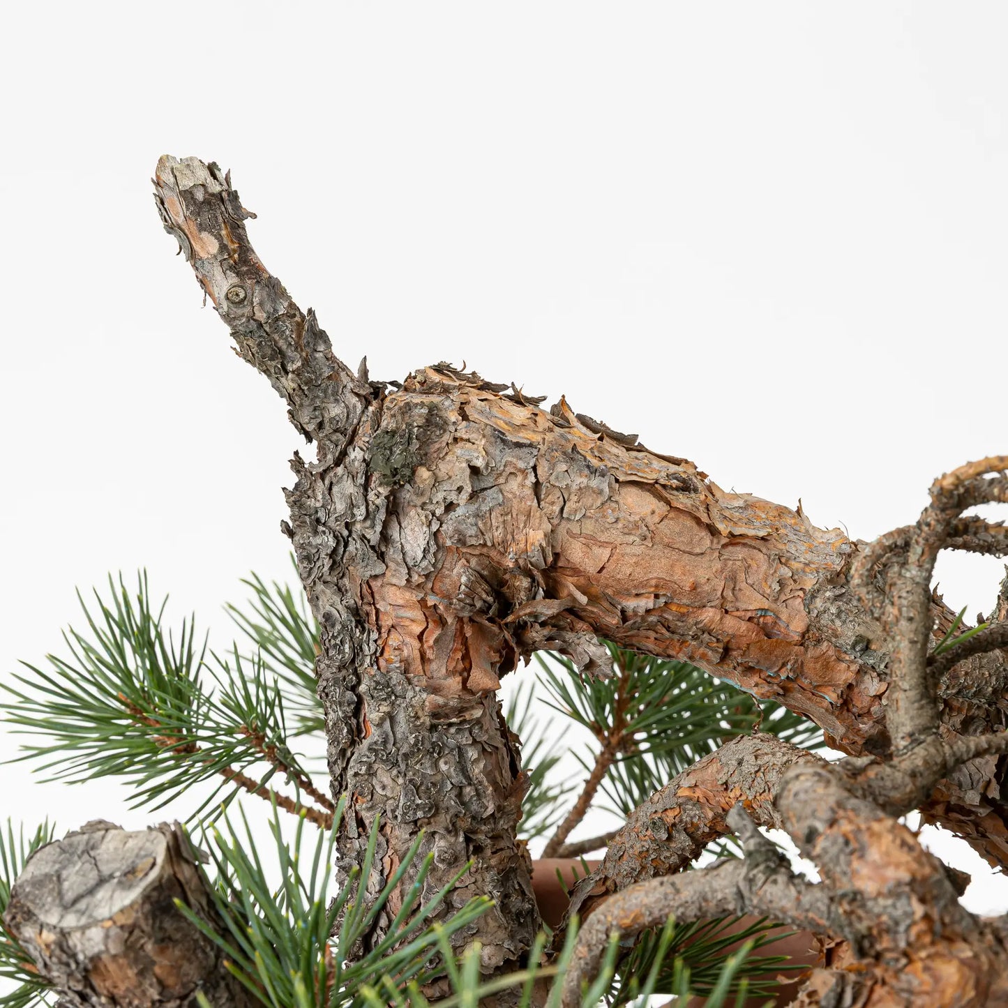 Detalle de codo de bonsai de pino silvestre